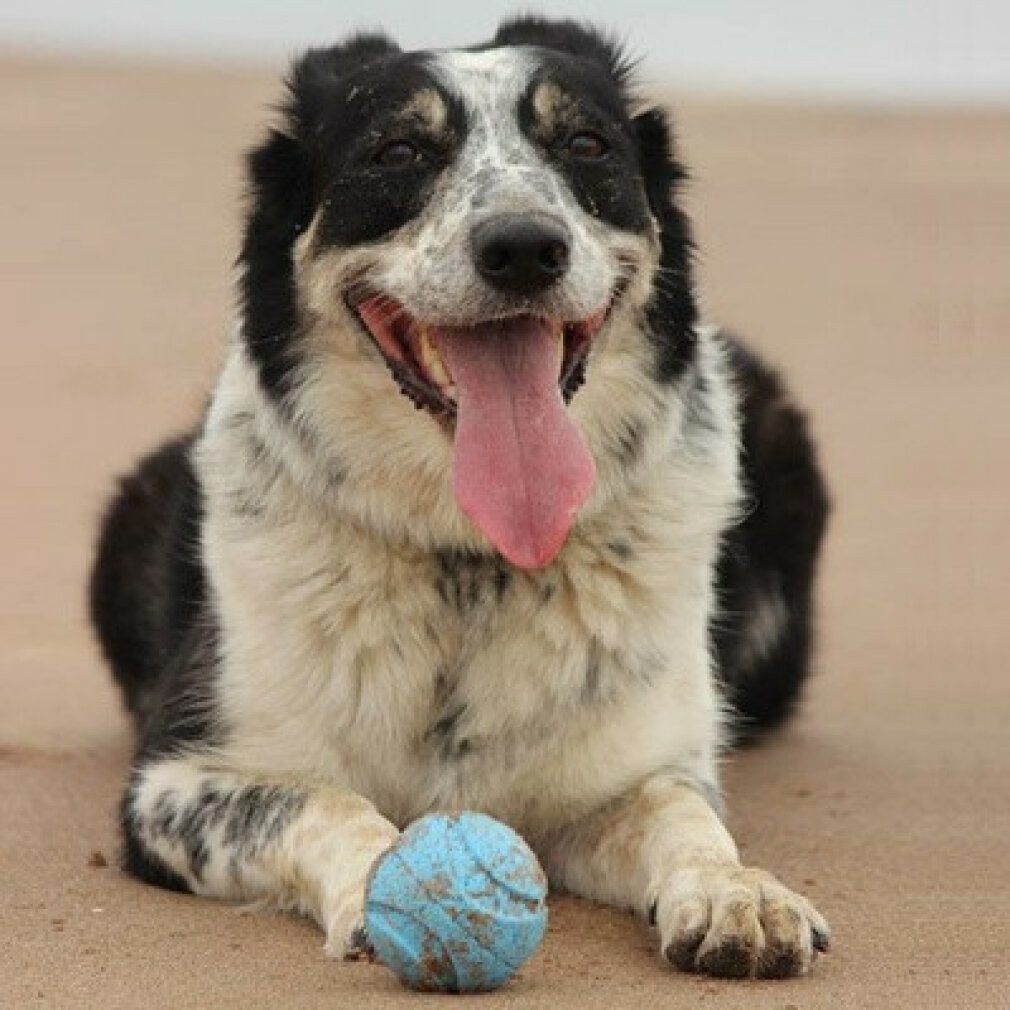 Chuckit Tierball Fetch Medley S 5 cm 3 Pack