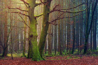 meberg Fototapete, Natur, Fototapete Alleine im Wald Wandbild Vliestapete Motiv 200x300 cm Bäume Natur