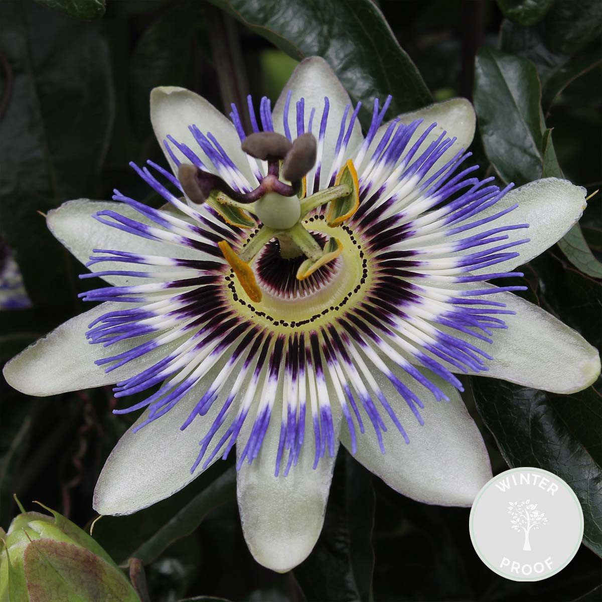 Bloomique Kletterpflanze Passiflora Caerulea, Passionsblume, Blau/Weiß, 50-70 cm, Topf 15 cm, 1 St.