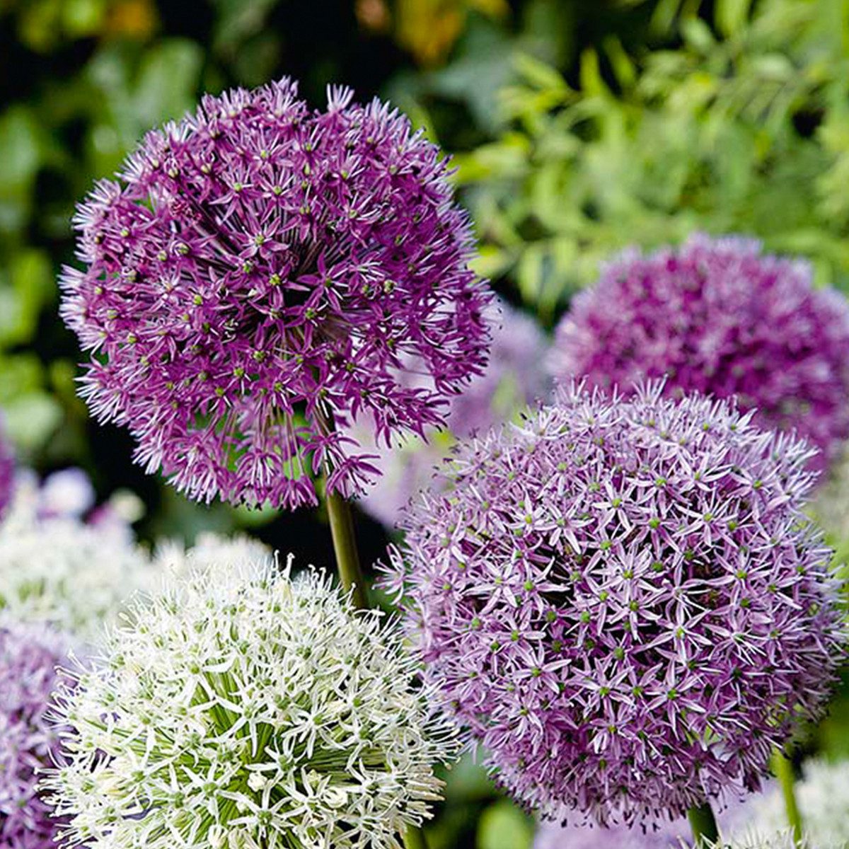 Bloomique Blumenzwiebeln 15er-Mix - Allium Fantasia - Look - Zierzwiebel - Blau, Weiß, Lila - B, (15-St)
