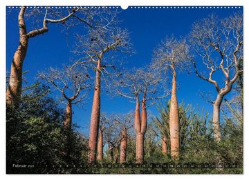 CALVENDO Wandkalender Zauberwald Ifaty · Traumhafte Baobabs in Madagaskar (Premium, hochwertiger DIN A2 Wandkalender 2023, Kunstdruck in Hochglanz)