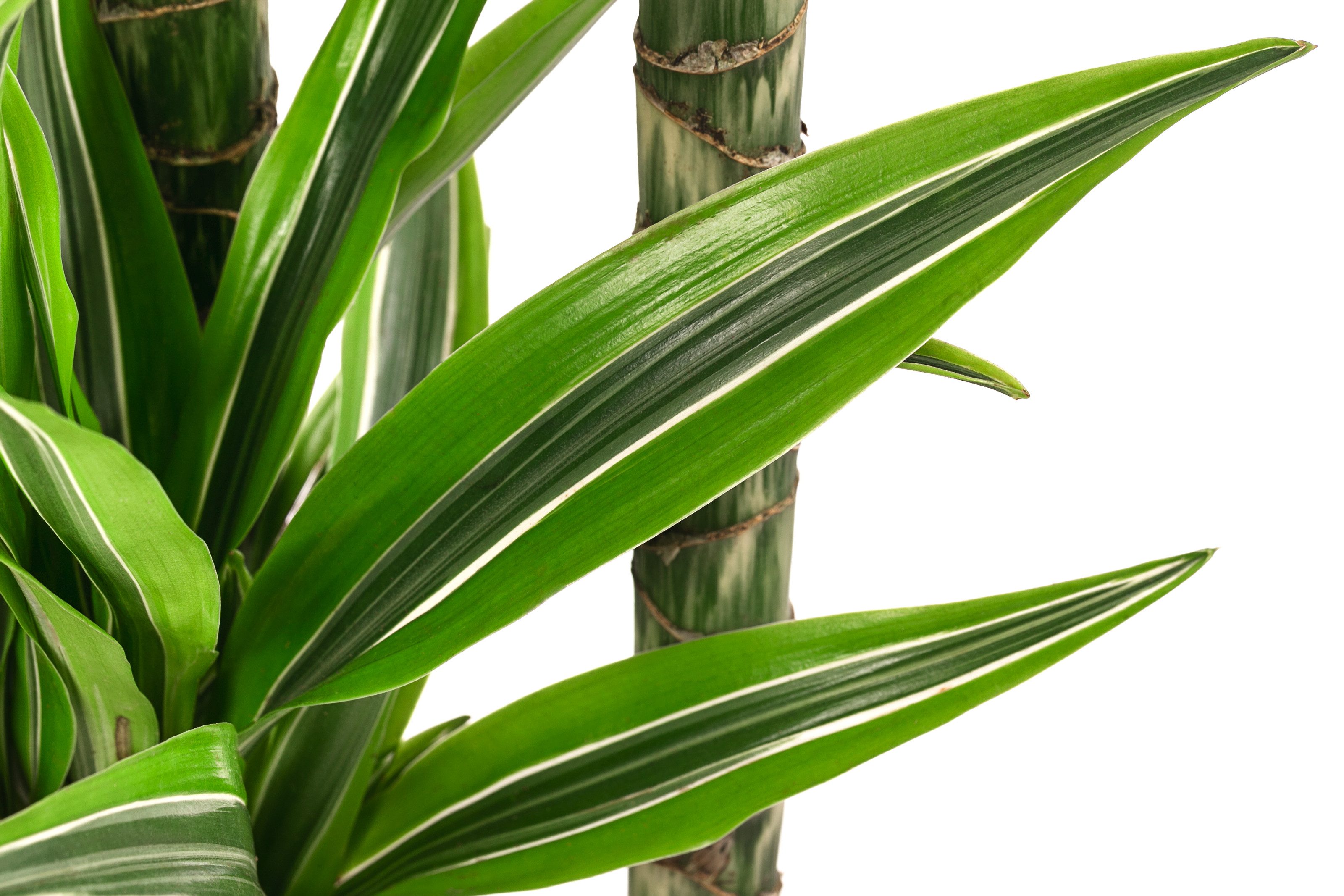 Dehner Zimmerpflanze Drachenbaum, Dracaena Lemon Lime, in Hydrokultur, luft günstig online kaufen