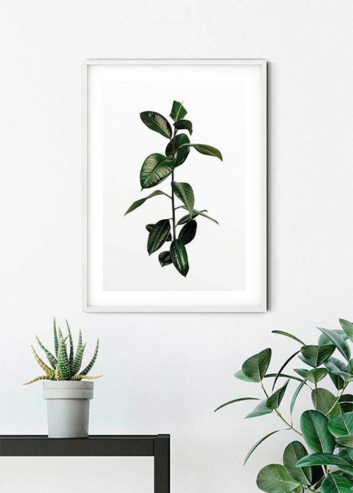 Komar Poster Ficus (1 Wohnzimmer St), Branch, Pflanzen Schlafzimmer, Kinderzimmer