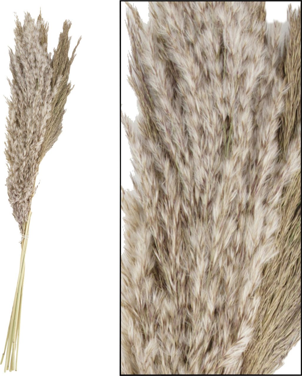 Kunstpflanze Dijk Pampasgras natur 65-75 cm, DIJK