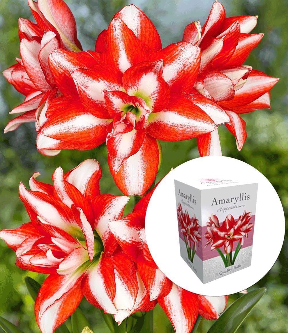 BALDUR Garten Zimmerpflanze Gefüllte Amaryllis 'Double Red-White' mit Geschenkbox, 1 St., Ritterstern, mehrjährig, zweifarbig, großblütig, pflegeleicht
