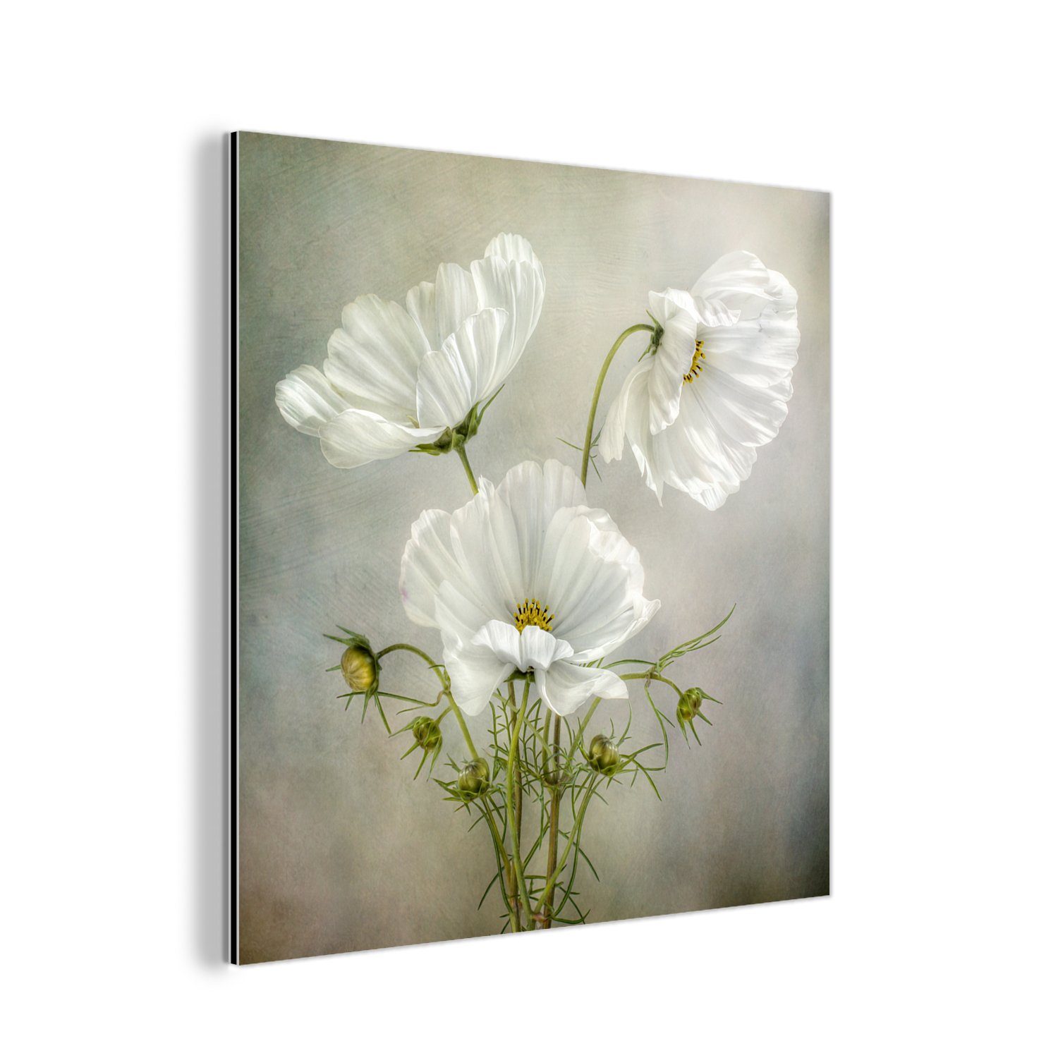 MuchoWow Metallbild Blumen - Stillleben - Mohn - Weiß - Botanisch, (1 St), Alu-Dibond-Druck, Gemälde aus Metall, Aluminium deko