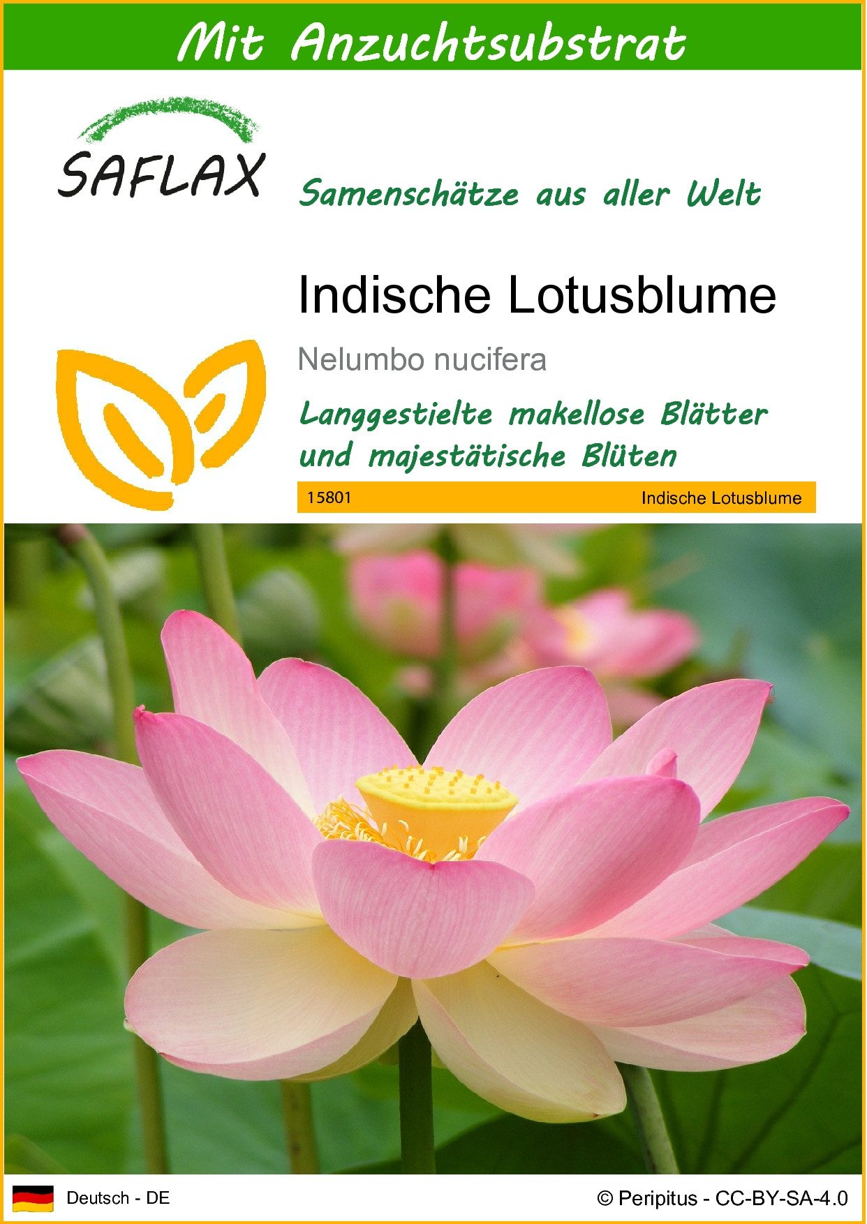 Blumensamen SAFLAX - Samen und Substrat - Indische Lotusblume