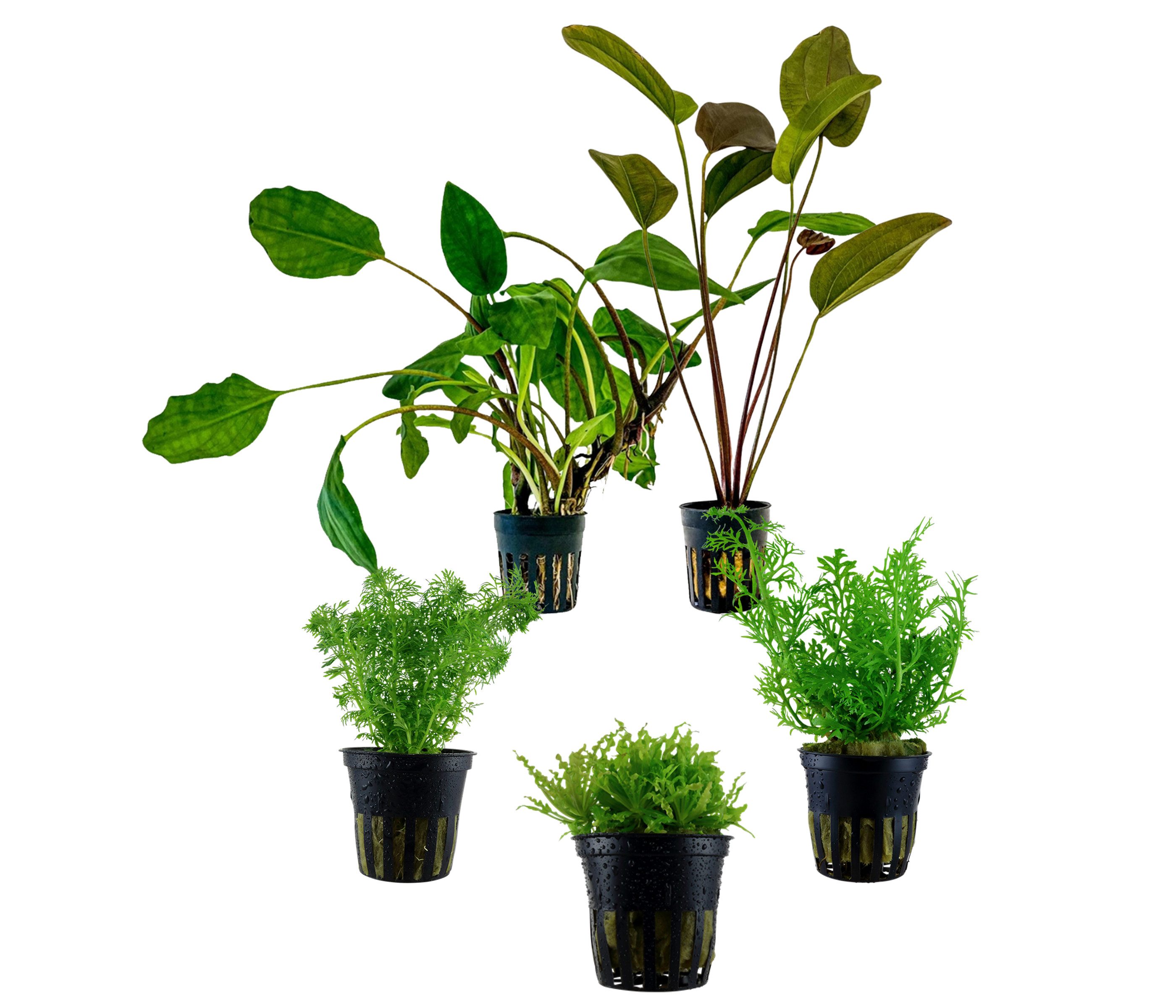Dehner Wasserpflanze Aquarienpflanzen Set, 5-teilig, Einsteiger 222, je ca. 3-20 cm, robuste Wasserpflanzen für Süßwasser Aquarien