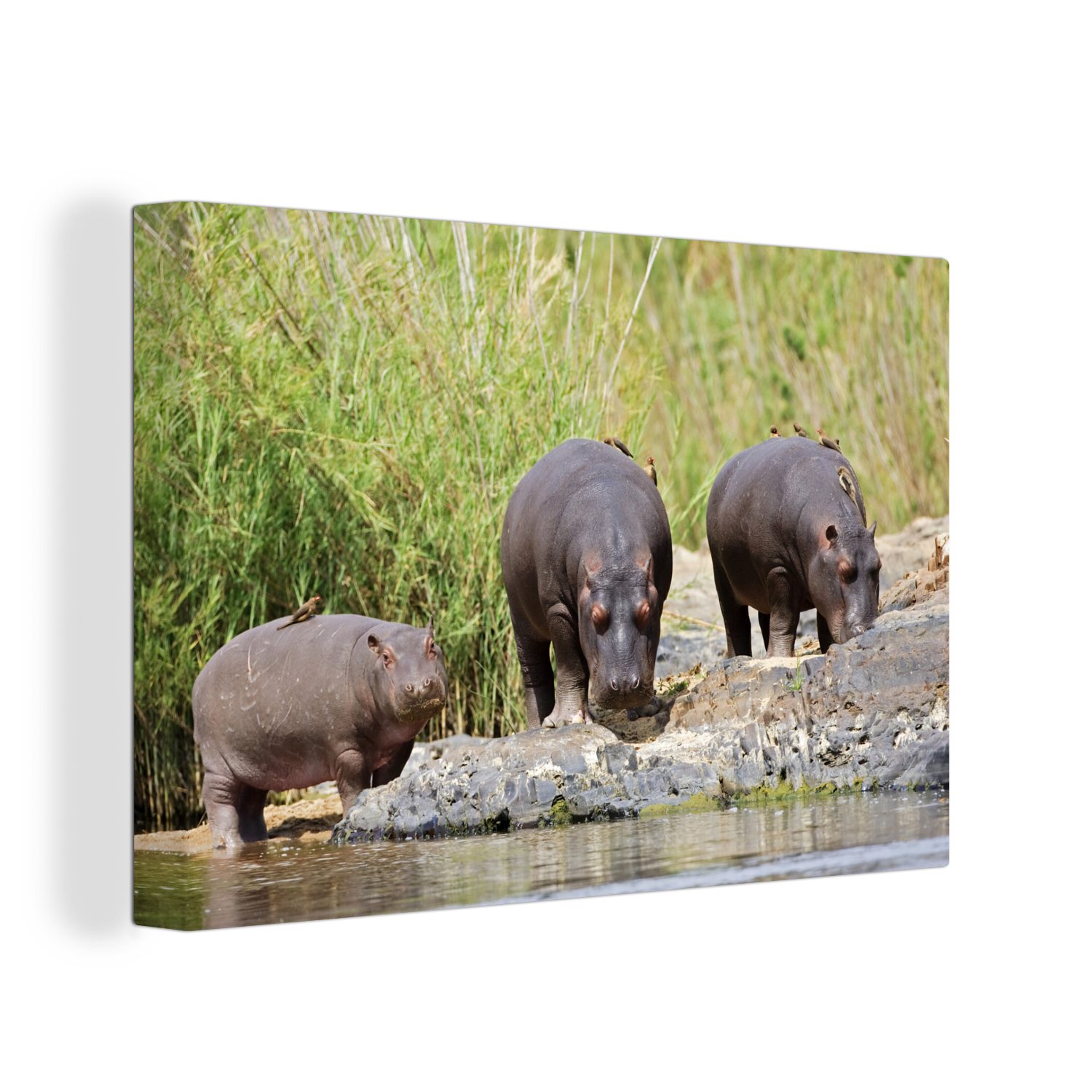 Leinwandbild Flusspferde cm - - St), Aufhängefertig, (1 OneMillionCanvasses® Wandbild 30x20 Südafrika, Leinwandbilder, Wanddeko, Wasser