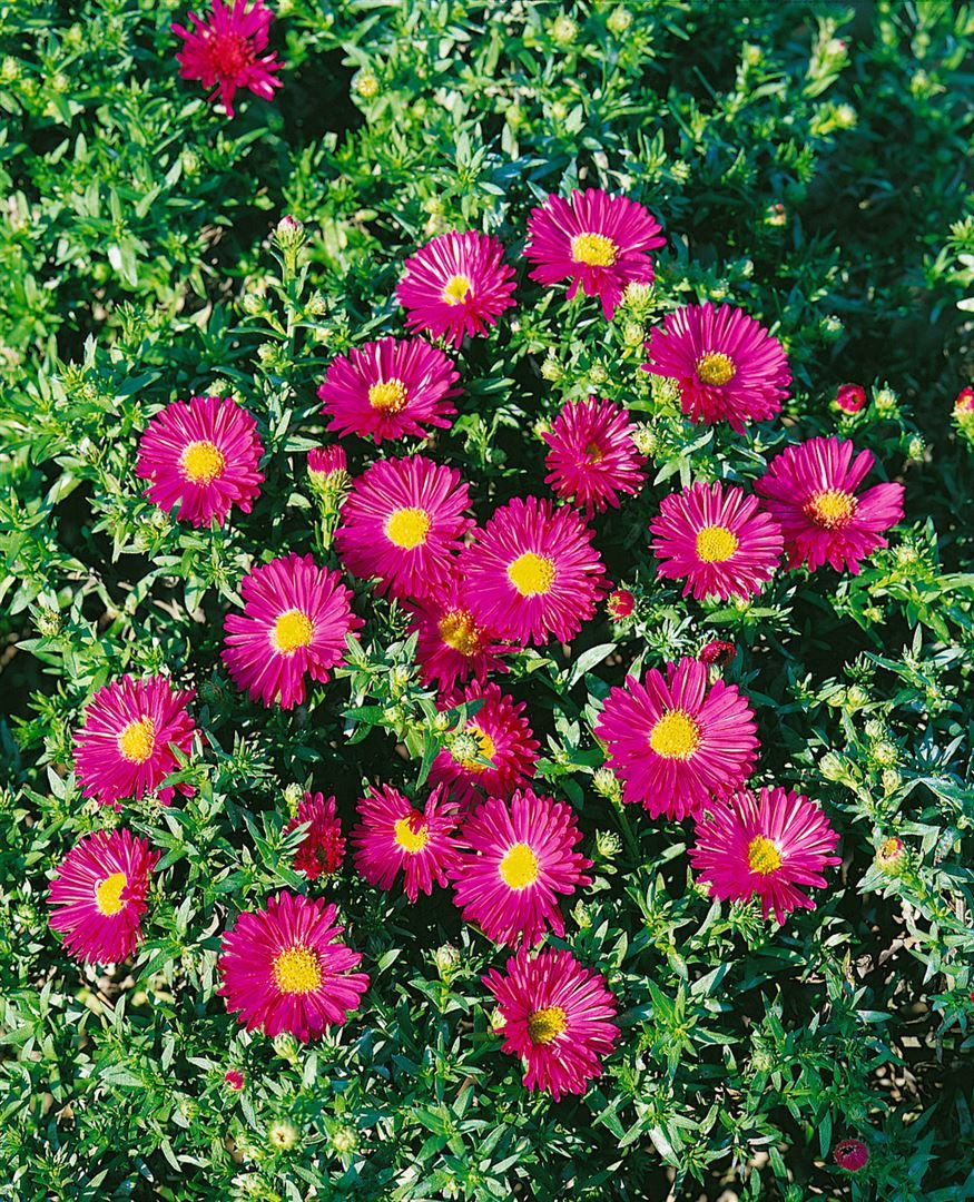 Pflanzen für Dich Staude Aster dumosus 'Jenny', 1 St., Kissen-Aster, Herbstaster – Bild 2 von 4
