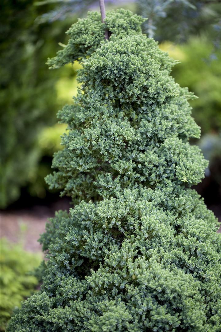 Pflanzen für Dich Konifere Juniperus procumbens Nana, 1 St., Kriech-Wacholder, Zwerg-Wacholder, kriechend, immergrün