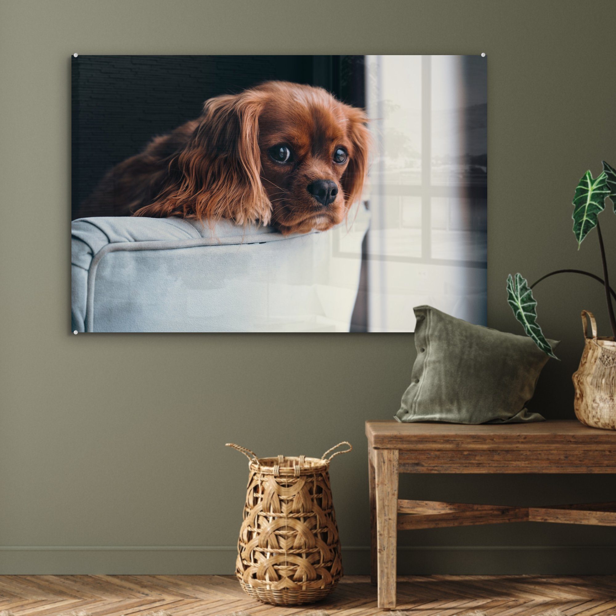 Stuhl - St), Acrylglasbilder Acrylglasbild MuchoWow Kopf, (1 Hund Schlafzimmer Wohnzimmer & -