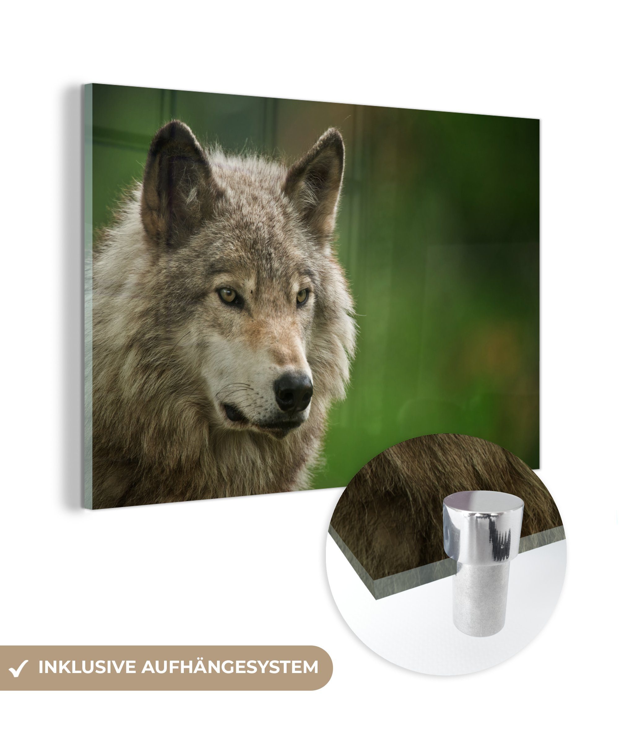 (1 Acrylglasbilder MuchoWow - & Wohnzimmer Wolf St), Fell, Grau - Acrylglasbild Schlafzimmer