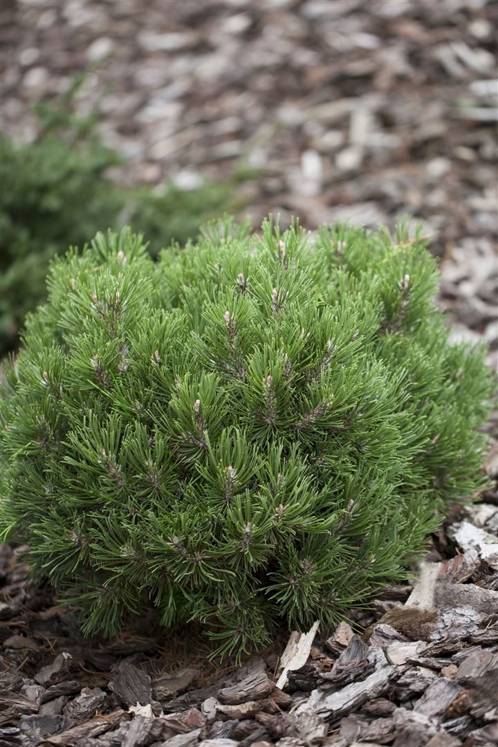 Pflanzen für Dich Konifere Pinus uncinata Heideperle, 1 St., Berg-Kiefer, Haken-Kiefer, kompakt, winterhart