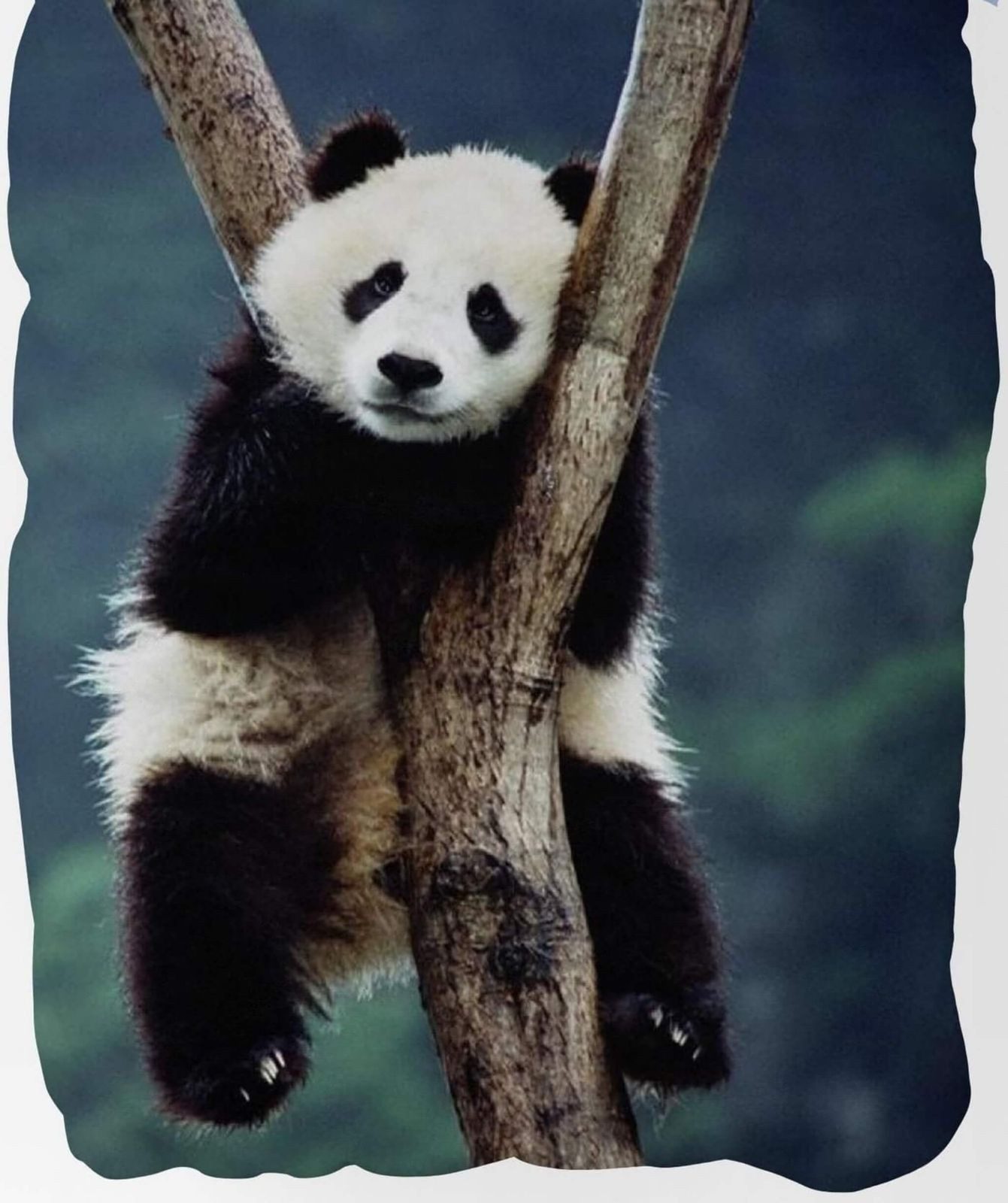 BrandMac Bettwäsche Panda Bär - Bettwäsche-Set, Pandabär 135x200 & 80x80, B günstig online kaufen