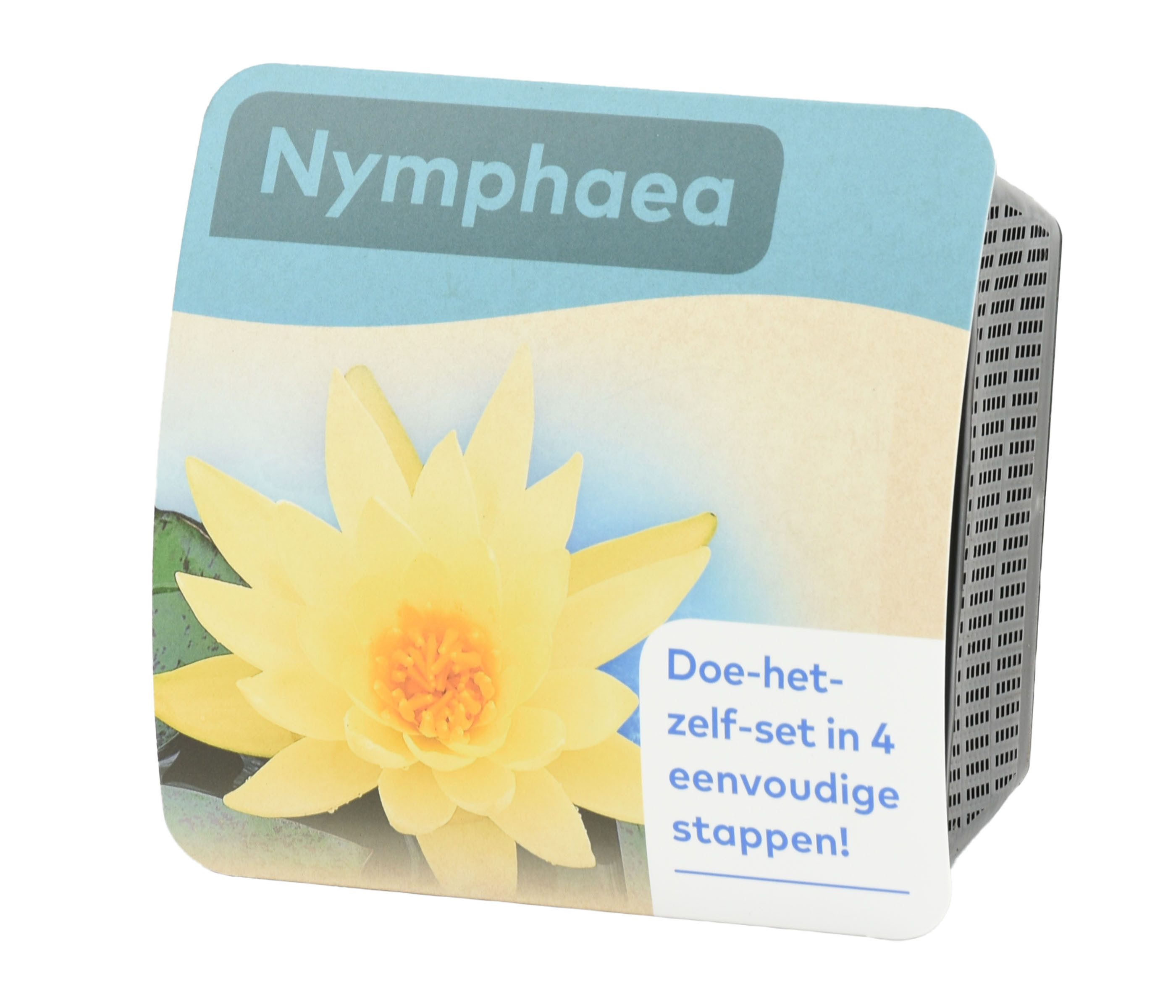 Dehner Wasserpflanze Teichpflanzen Set Seerose, 6-teiliges Komplettset, mit 3x Seerose je 5-25 cm, Pflanzkorb Ø 18 cm, Teichboden, Kies