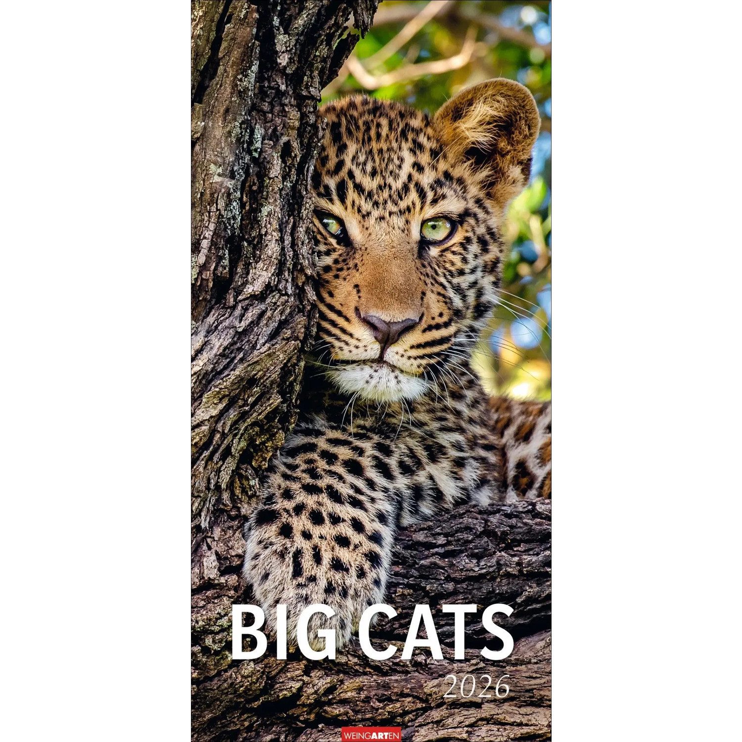 Wandkalender Big Cats Kalender 2026