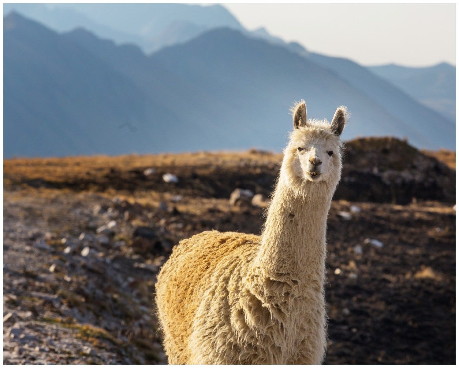 Wallario Poster, Alpaka vor Bergkulisse, in verschiedenen Ausführungen