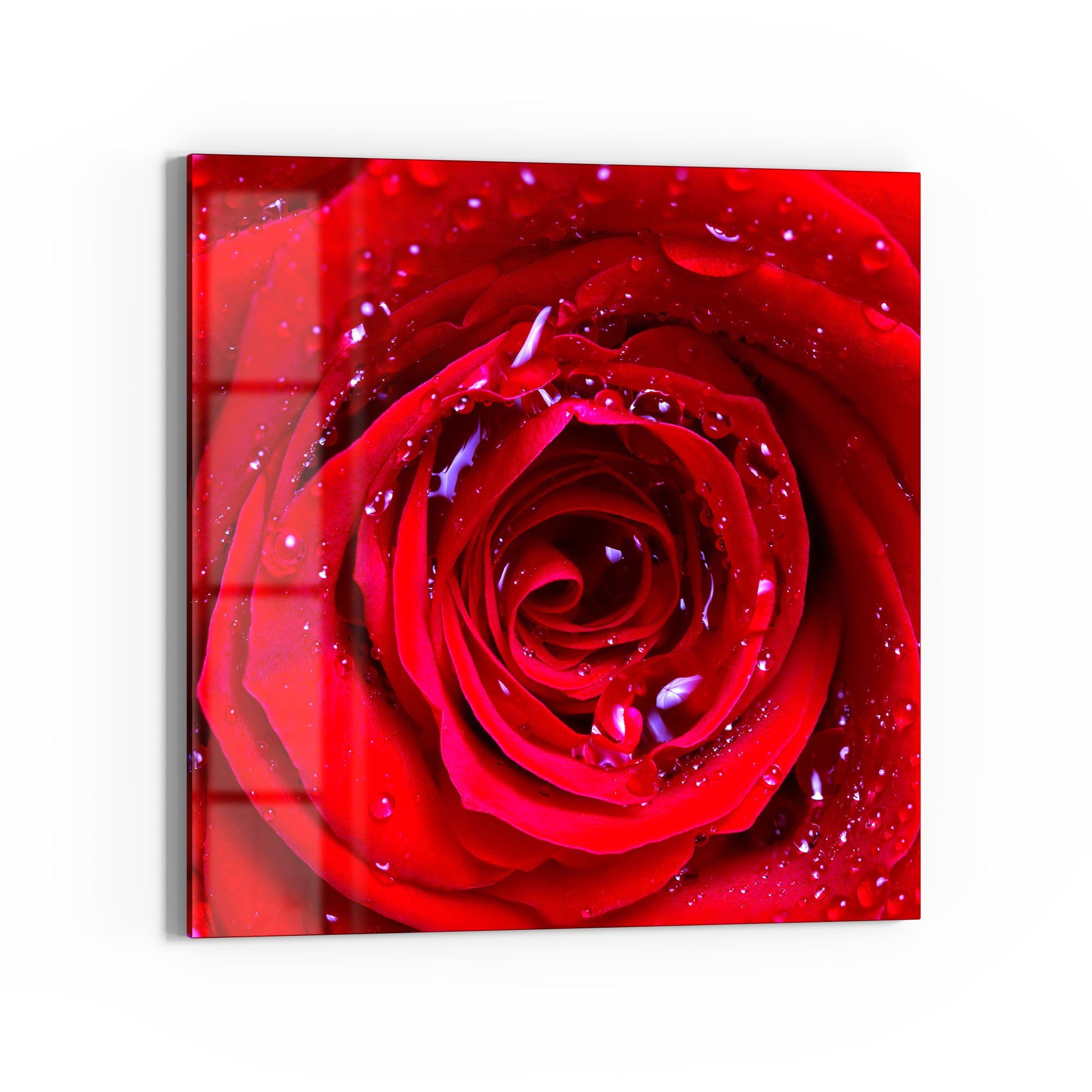 DEQORI Magnettafel 'Rose mit Wasserperlen', Whiteboard Pinnwand beschreibbar. Reduzierter Preis € 37,90. Unverbindliche Preisempfehlung € 44,00
