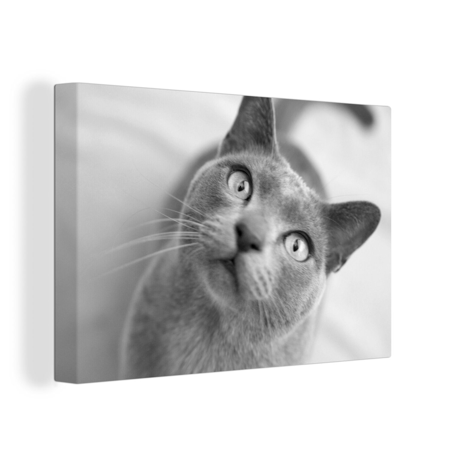 OneMillionCanvasses® Leinwandbild Burmakatze mit schönen Augen - schwarz-weiß, (1 St), Wandbild Leinwandbilder, Aufhängefertig, Wanddeko, 30x20 cm