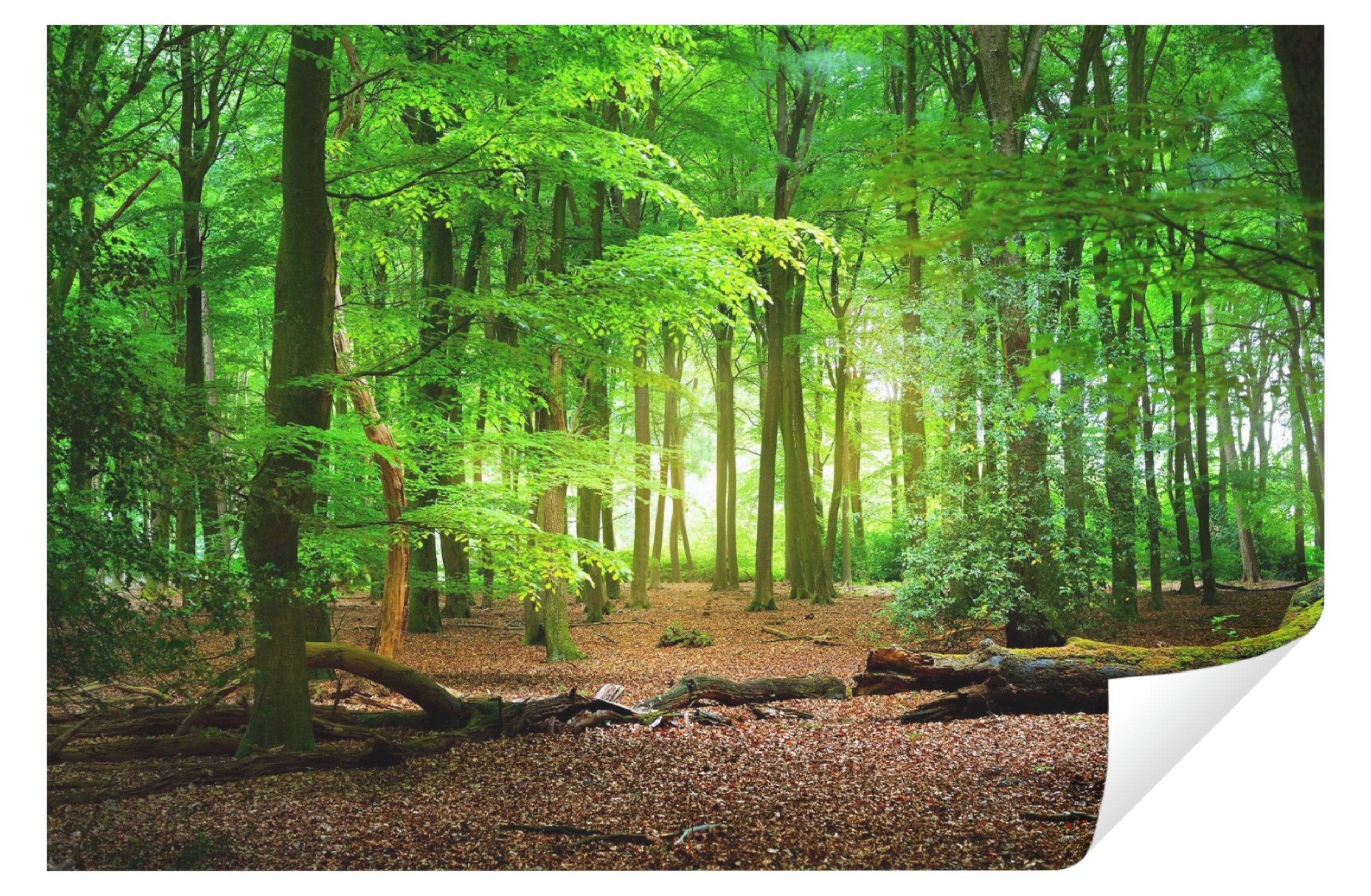 Wallarena Fototapete Wald Sonne Natur Vlies günstig online kaufen