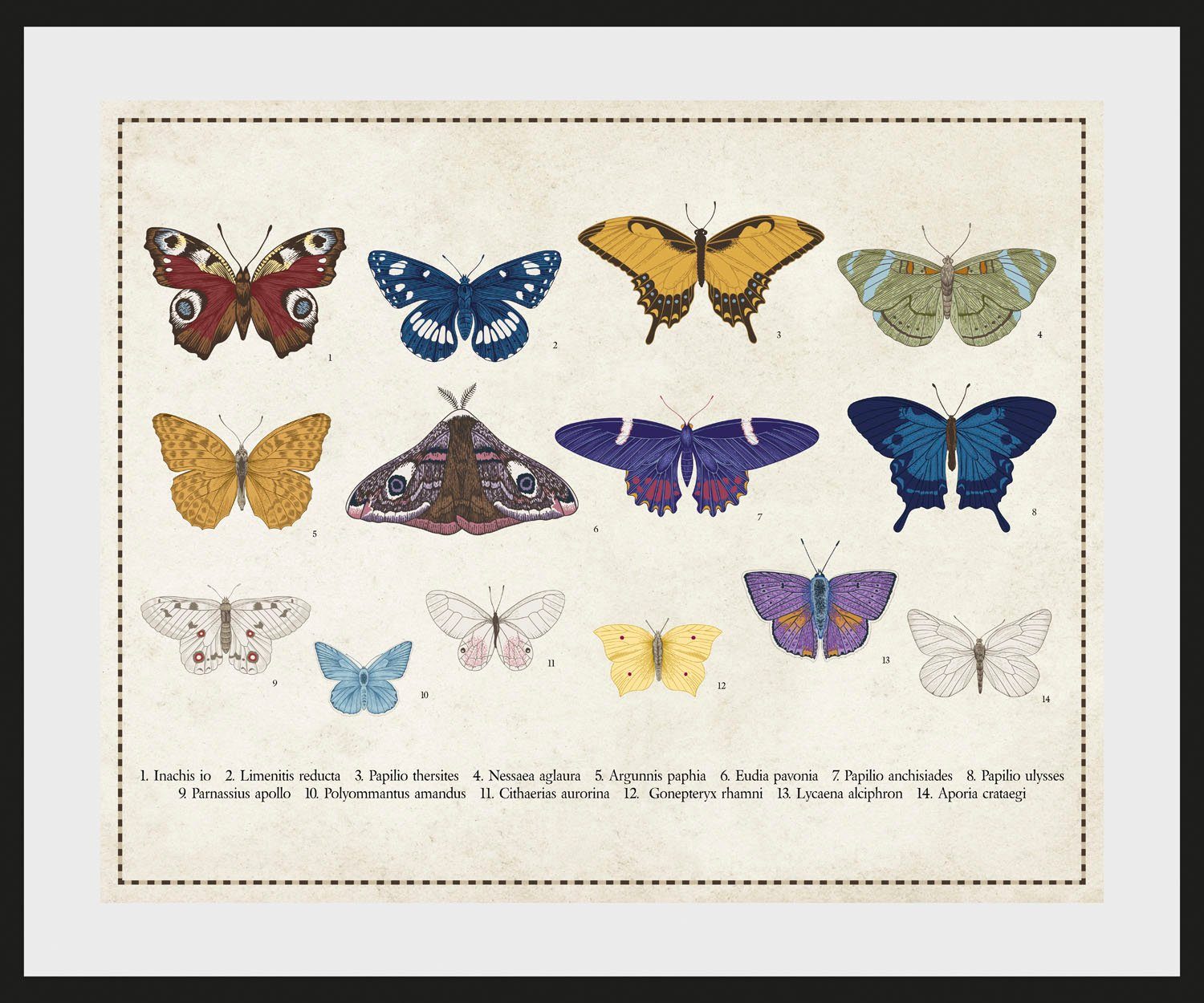 Bild Schmetterlinge (1 queence St) Liane,