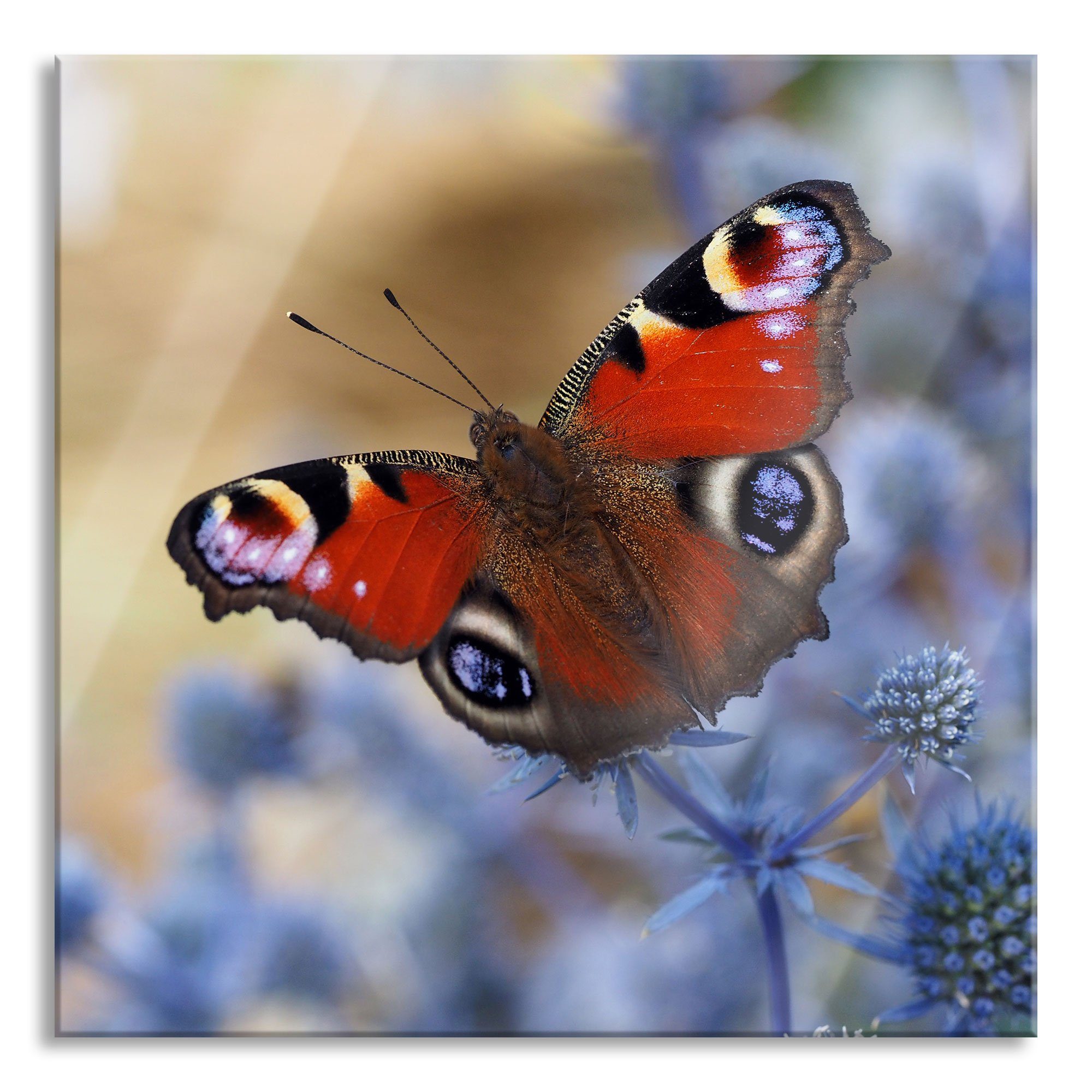 Pixxprint Glasbild Schöner Schmetterling Pfauenauge, Schöner Schmetterling Pfauenauge (1 St), Glasbild aus Echtglas, inkl. Aufhängungen und Abstandshalter