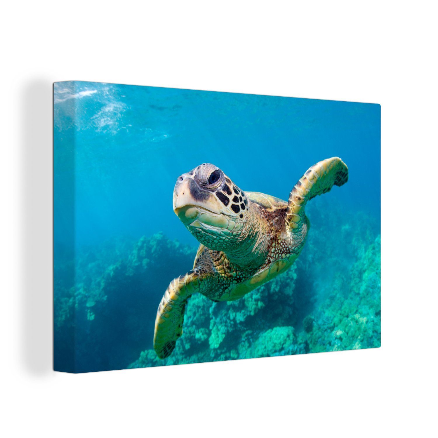 OneMillionCanvasses® Leinwandbild Eine Schildkröte schwimmt durch das Korallenriff vor Hawaii, (1 St), Wandbild Leinwandbilder, Aufhängefertig, Wanddeko, 30x20 cm