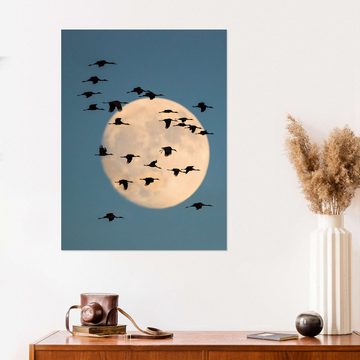 Posterlounge Wandfolie Panoramic Images, Gruppe von Sandhügelkranichen, mit Mond im Hintergrund, Fotografie